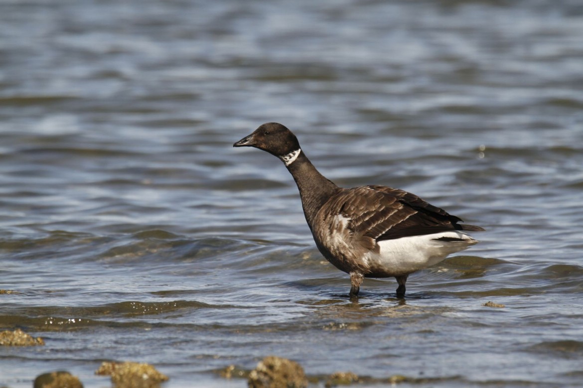 Brant Geese