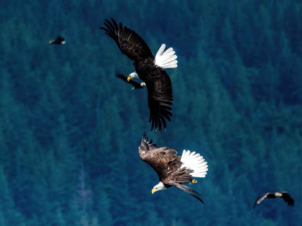 Eagles around Rathtrevor Beach
