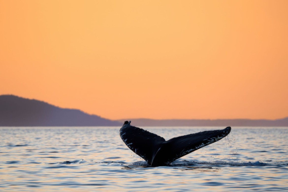 Humpback whales off the coast of Parksville, BC