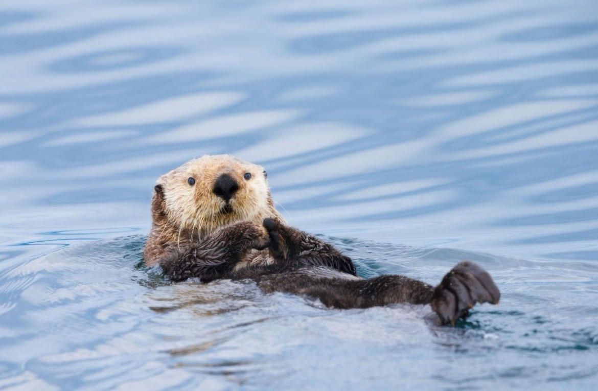 Sea Otters