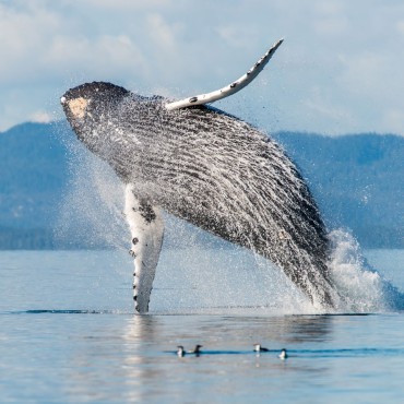 Humpback Whale